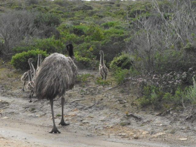 Family of emus Family of emus