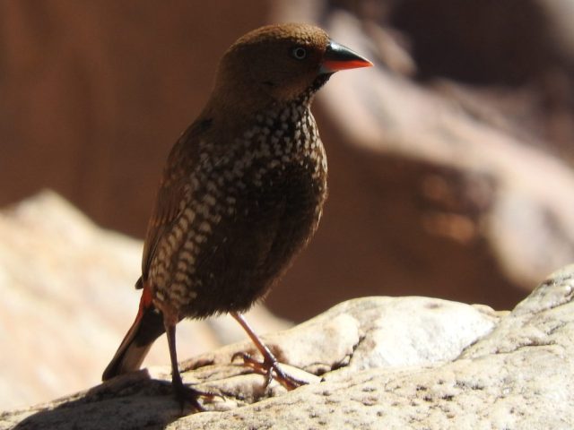 Painted finch Painted finch