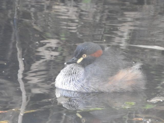 Australasian grebe Australasian grebe