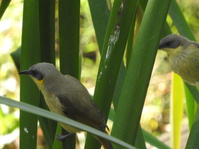 Grey-headed honeyeater Grey-headed honeyeater