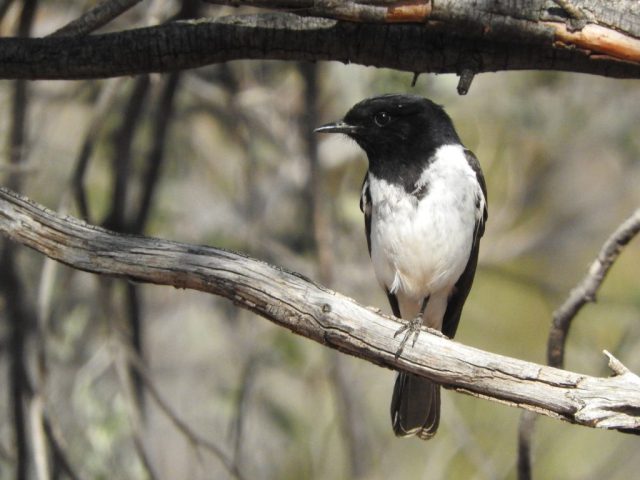 Hooded robin on the Kings Creek Walk Hooded robin on the Kings Creek Walk