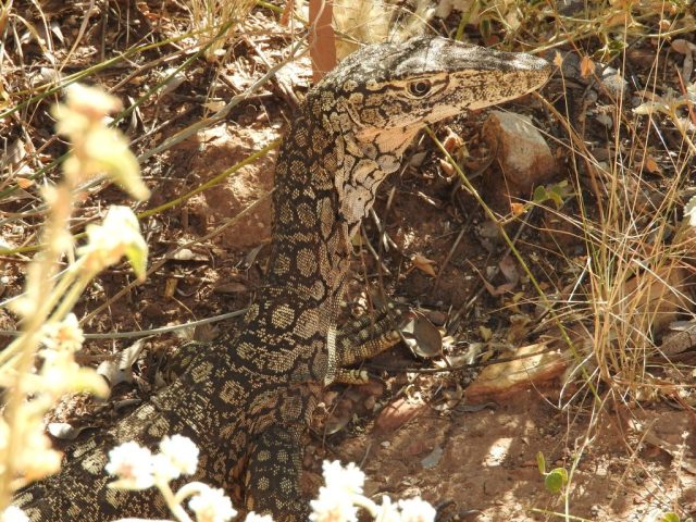 Perentie in the undergrowth Perentie in the undergrowth