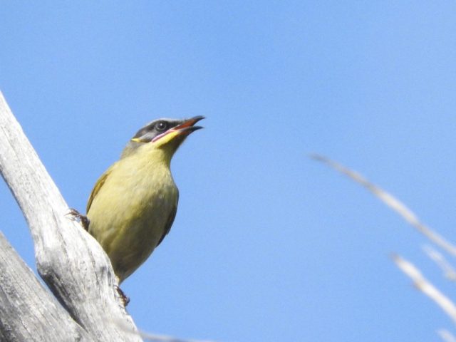 Purple-gaped honeyeater Purple-gaped honeyeater