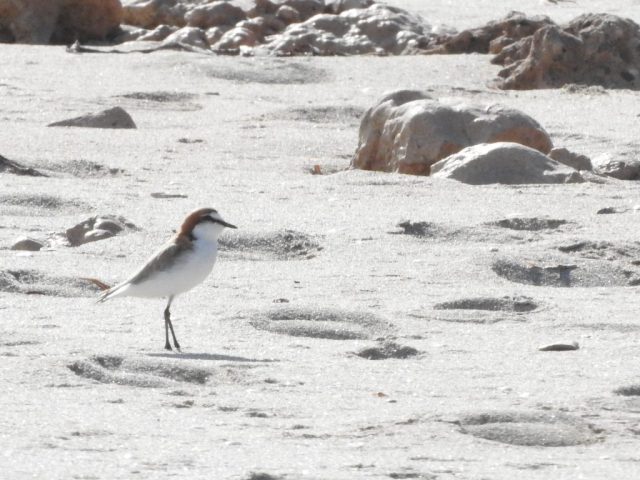 Red-capped plover Red-capped plover