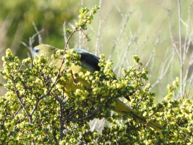 Rock parrot Rock parrot