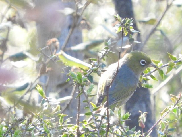 Silvereye Silvereye