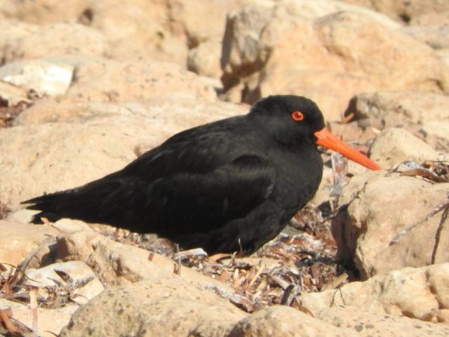 Sooty oystercatcher Sooty oystercatcher