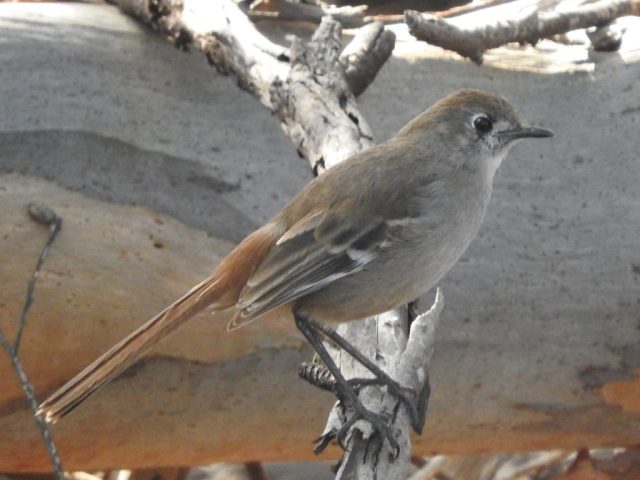 Southern scrub-robin Southern scrub-robin