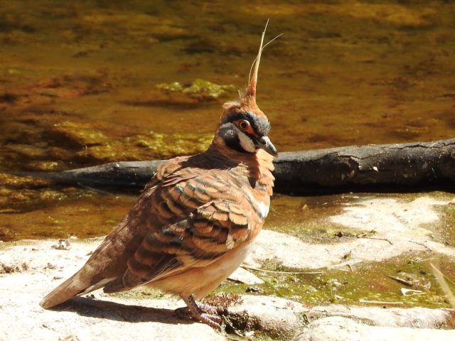 Another spinifex pigeon Another spinifex pigeon