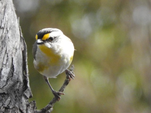 Striated pardalote Striated pardalote