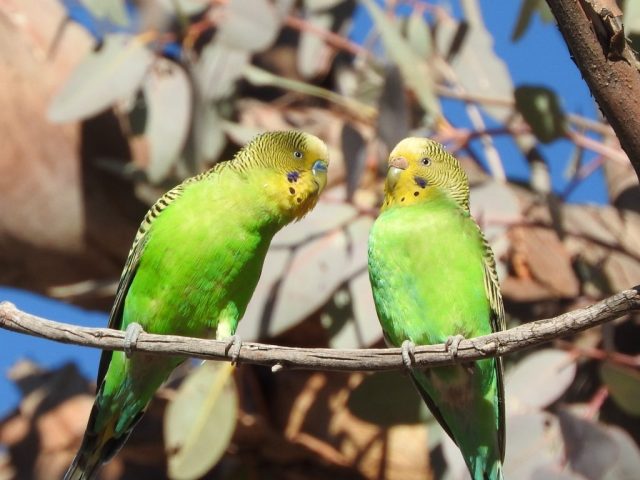 Two budgies
