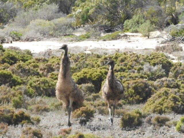 Two emus in the bush Two emus in the bush