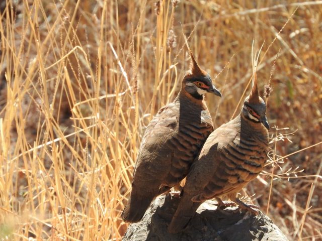 Two spinifex pigeons Two spinifex pigeons