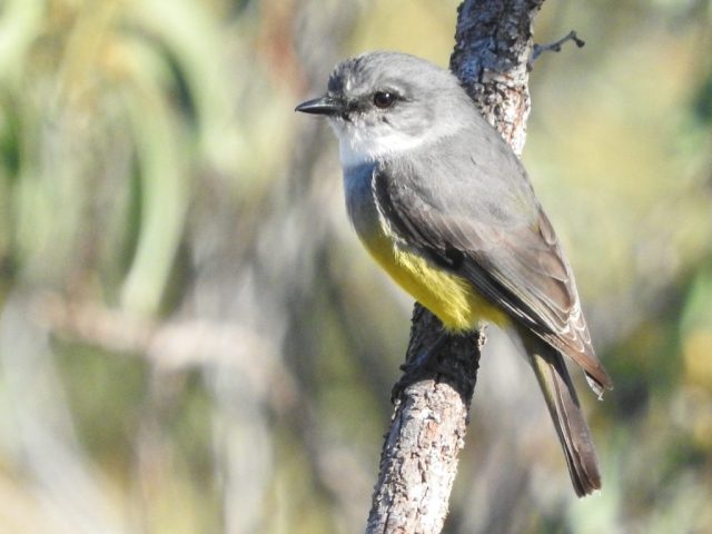 Western yellow robin Western yellow robin