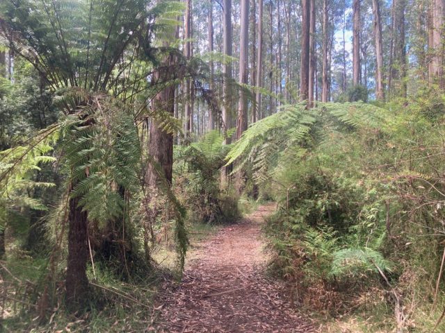 Trail in Sherbrooke Forest