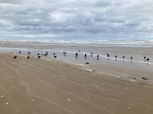 LOTS of sooty oystercatchers on the beach LOTS of sooty oystercatchers on the beach